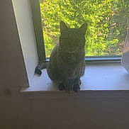 Tinkerbell joined the competition — help win amazing prizes! cat, tabby_cat, pet, animal, feline, sitting, windowsill, window, indoor, backyard, garden, greenery, sunlight, portrait, collar, whiskers, ears, tail, home, daylight