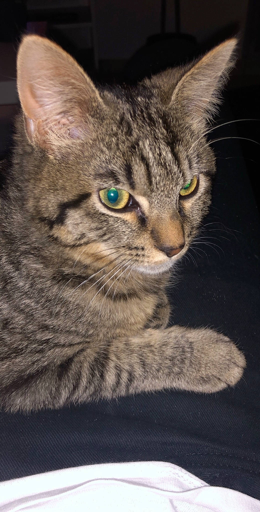 Pouf a rejoint le concours — aidez-le/la à gagner de superbes lots ! american_shorthair, american_wirehair, asian, australian_mist, california_spangled, carnivore, cat, domestic_short_haired_cat, dragon_li, egyptian_mau, european_shorthair, felidae, kitten, mammal, ocicat, pixie_bob, small_to_medium_sized_cats, tabby_cat, vertebrate, whiskers