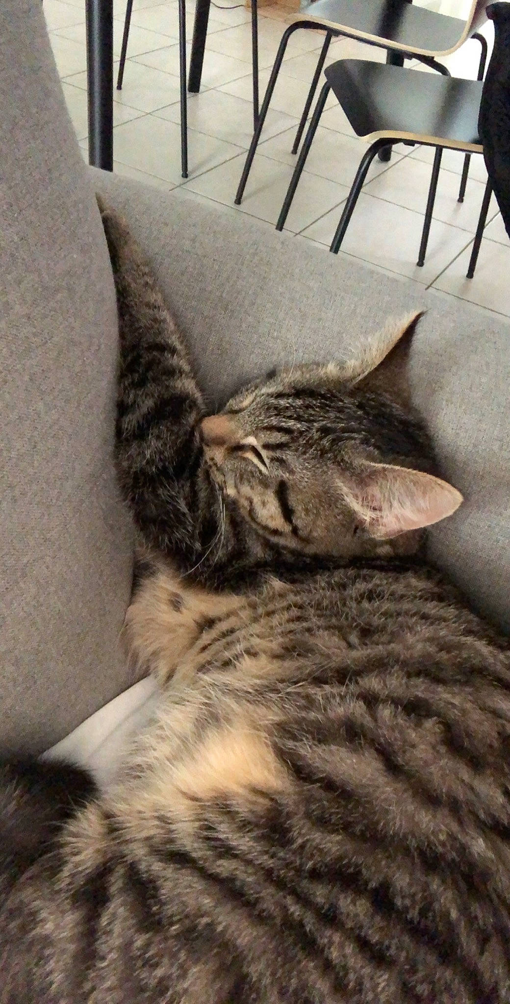 Pouf participe au concours pour gagner de l'argent avec cette photo : american_shorthair, asian, bengal, california_spangled, carnivore, cat, domestic_short_haired_cat, dragon_li, egyptian_mau, european_shorthair, felidae, fur, kitten, mammal, nap, pixie_bob, sleep, small_to_medium_sized_cats, tabby_cat, whiskers