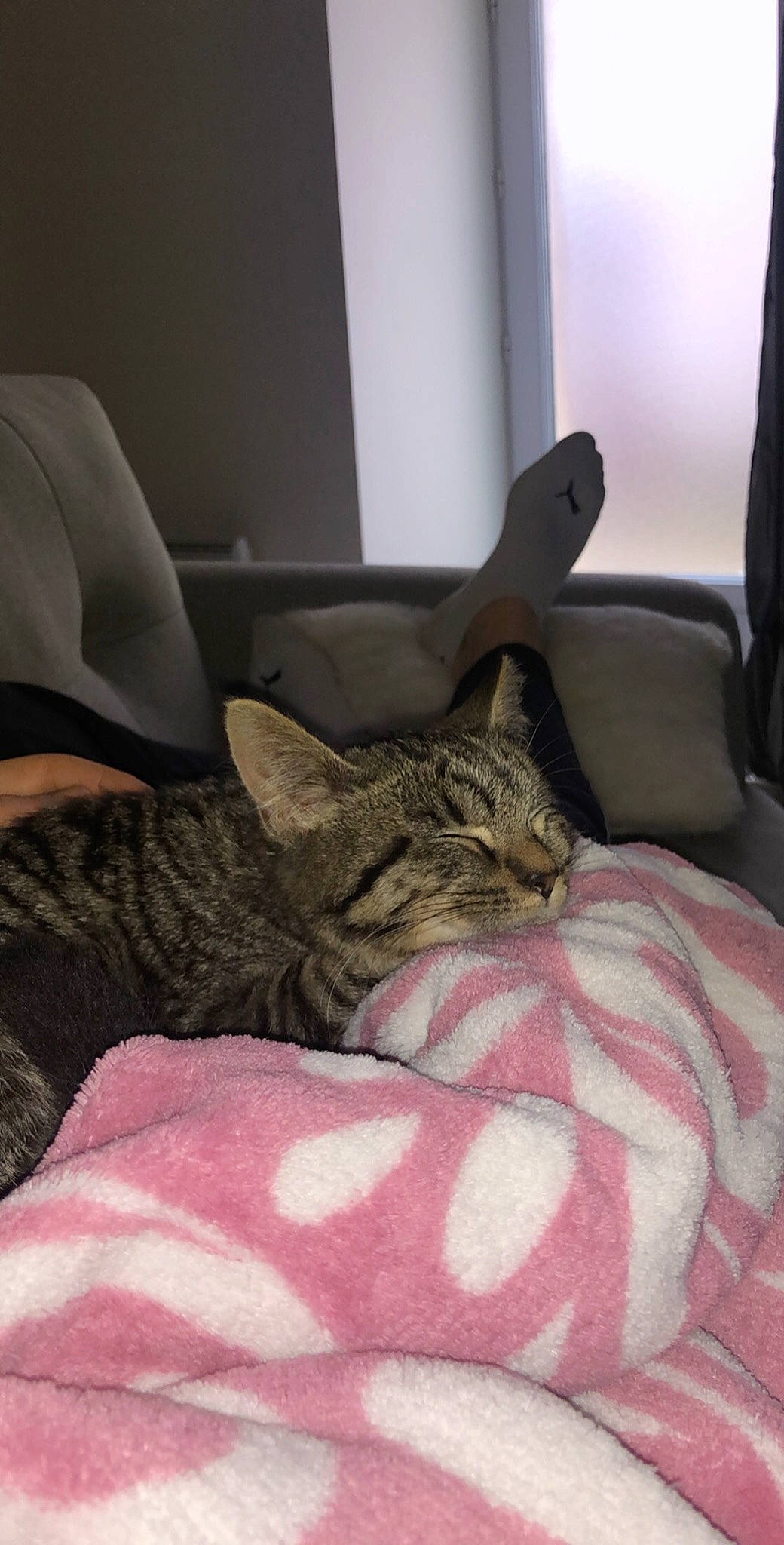 Pouf a rejoint le concours — aidez-le/la à gagner de superbes lots ! american_shorthair, asian, bengal, california_spangled, carnivore, cat, comfort, domestic_short_haired_cat, dragon_li, egyptian_mau, european_shorthair, felidae, kitten, mammal, nap, ocicat, pixie_bob, small_to_medium_sized_cats, tabby_cat, whiskers