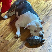 Gotti is registered to the contest to win money with this photo: animal, black_and_white, closeup, companion, curious, dog, domestic, floor, flooring, home, indoor, laying_down, pet, quiet, red_fabric, resting, sniffing, texture, turtle, wooden_floor