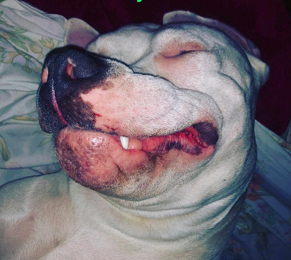 Gotti