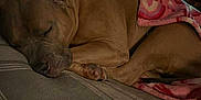 Zoey joined the competition — help win amazing prizes! dog, sleeping, bed, blanket, indoor, cozy, brown_dog, resting, furniture, laundry_basket, quiet, relaxation, domestic, pet, canine, nap, comfort, home, animal, peaceful