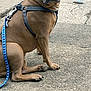 Zoey is registered to the contest to win money with this photo: dog, canine, leash, harness, sitting, sidewalk, concrete, outdoor, pet, animal, brown_fur, short_hair, paw, calm, looking_at_camera, daylight, street, quiet, medium_size, domestic
