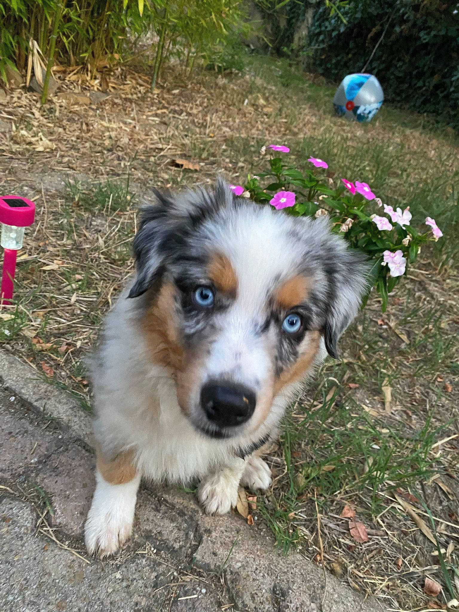 Sully a rejoint le concours — aidez-le/la à gagner de superbes lots ! australian_shepherd, balloon, canidae, carnivore, companion_dog, dog, dog_breed, flower, grass, herding_dog, plant, snout, sporting_group, terrestrial_animal, whiskers, working_dog