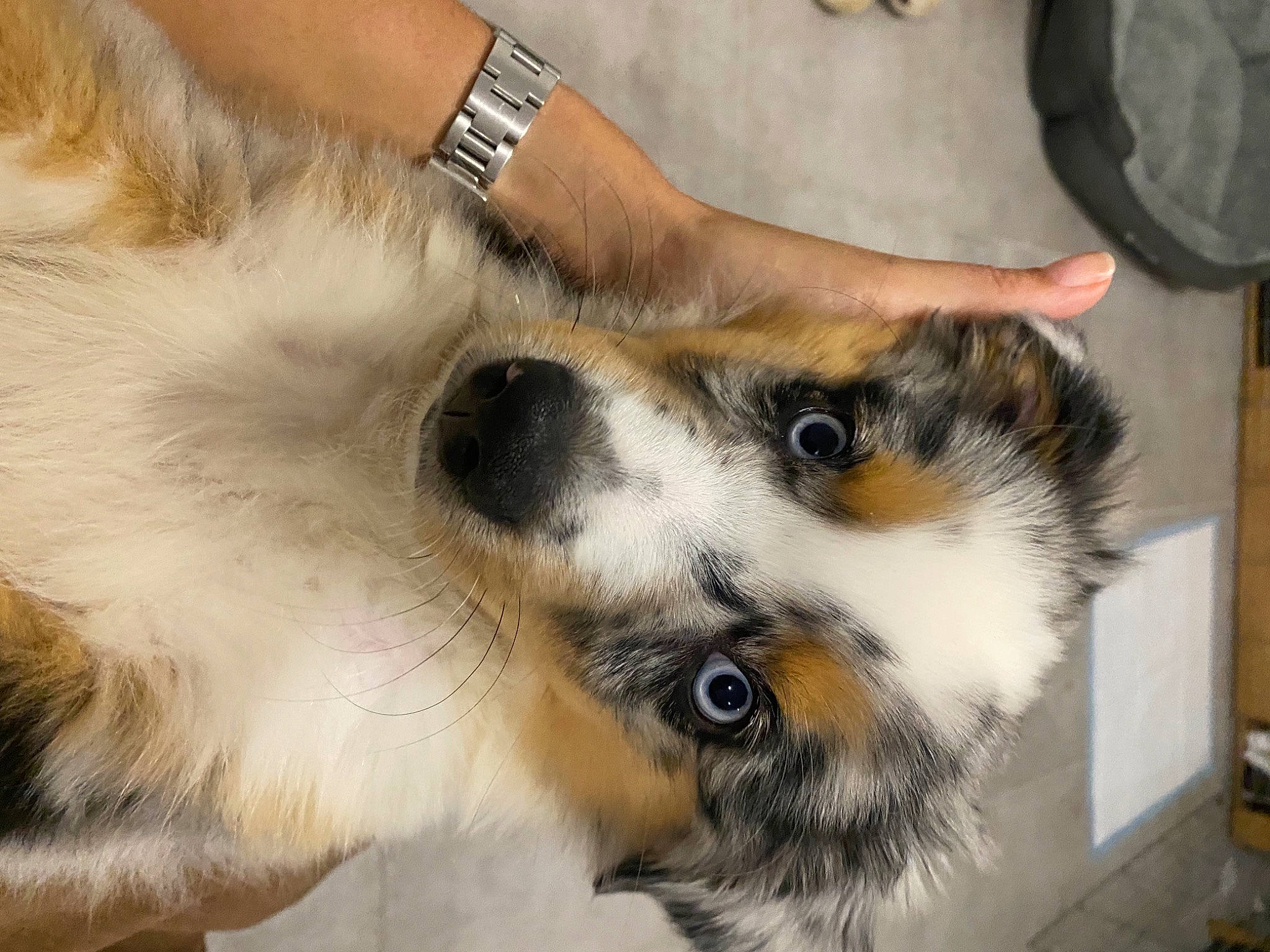 Sully participe au concours pour gagner de l'argent avec cette photo : canidae, carnivore, claw, collar, companion_dog, dog, dog_breed, fawn, fur, paw, snout, sporting_group, tail, terrestrial_animal, toy_dog, watch, whiskers, working_animal, working_dog, wrist