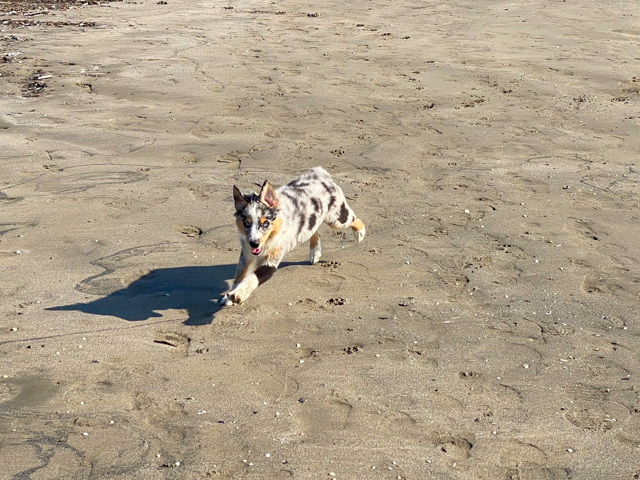 Sully a rejoint le concours — aidez-le/la à gagner de superbes lots ! aeolian_landform, beach, canidae, carnivore, companion_dog, dog, dog_breed, dog_supply, fawn, landscape, non_sporting_group, pet_supply, sand, shadow, soil, sporting_group, tail, terrestrial_animal, working_animal, working_dog