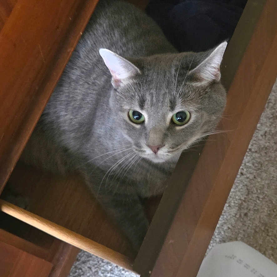 Lucy joined the competition — help win amazing prizes! animal, carpet, cat, close_up, cozy, curious, domestic, drawer, ears, eyes, feline, floor, gray_cat, household, indoor, pet, resting, whiskers, wood, wooden_drawer