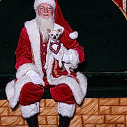 Cornelius joined the competition — help win amazing prizes! santa_claus, dog, christmas, holiday, costume, beard, glasses, red_clothing, white_fur, pet, bow_tie, bench, festive, portrait, smiling, indoor, boots, gloves, small_dog, celebration