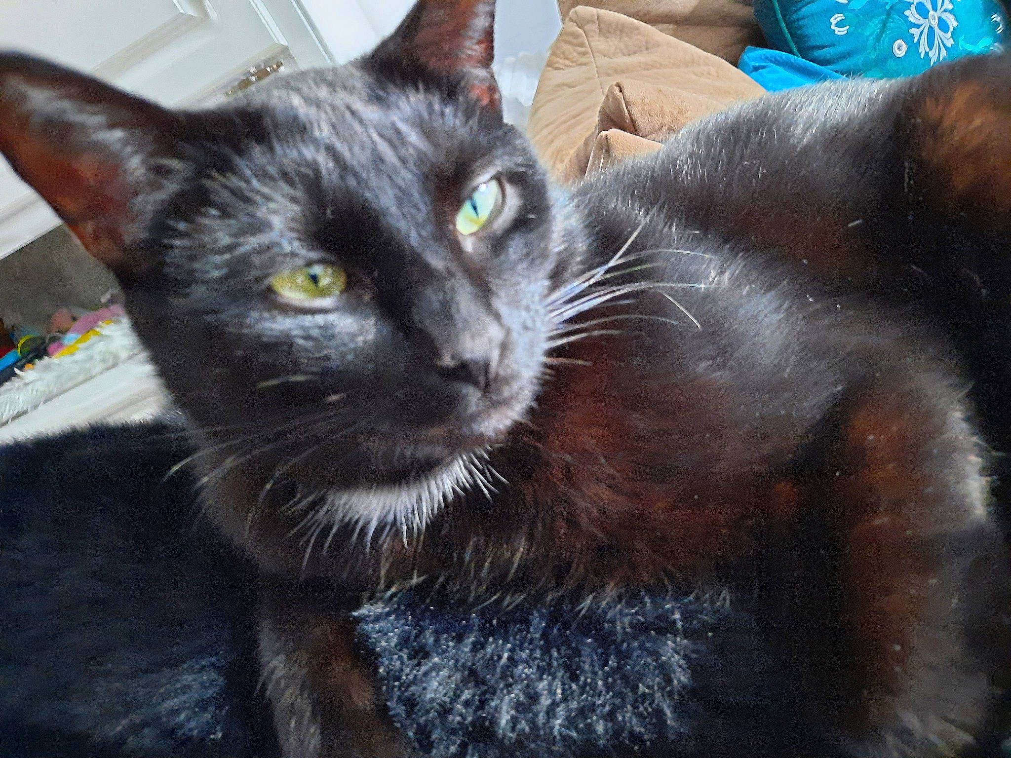 Salem participe au concours pour gagner de l'argent avec cette photo : black_cat, bombay, carnivore, cat, cat_supply, claw, comfort, domestic_short_haired_cat, electric_blue, felidae, fur, grey, iris, pet_supply, small_to_medium_sized_cats, snout, terrestrial_animal, whiskers