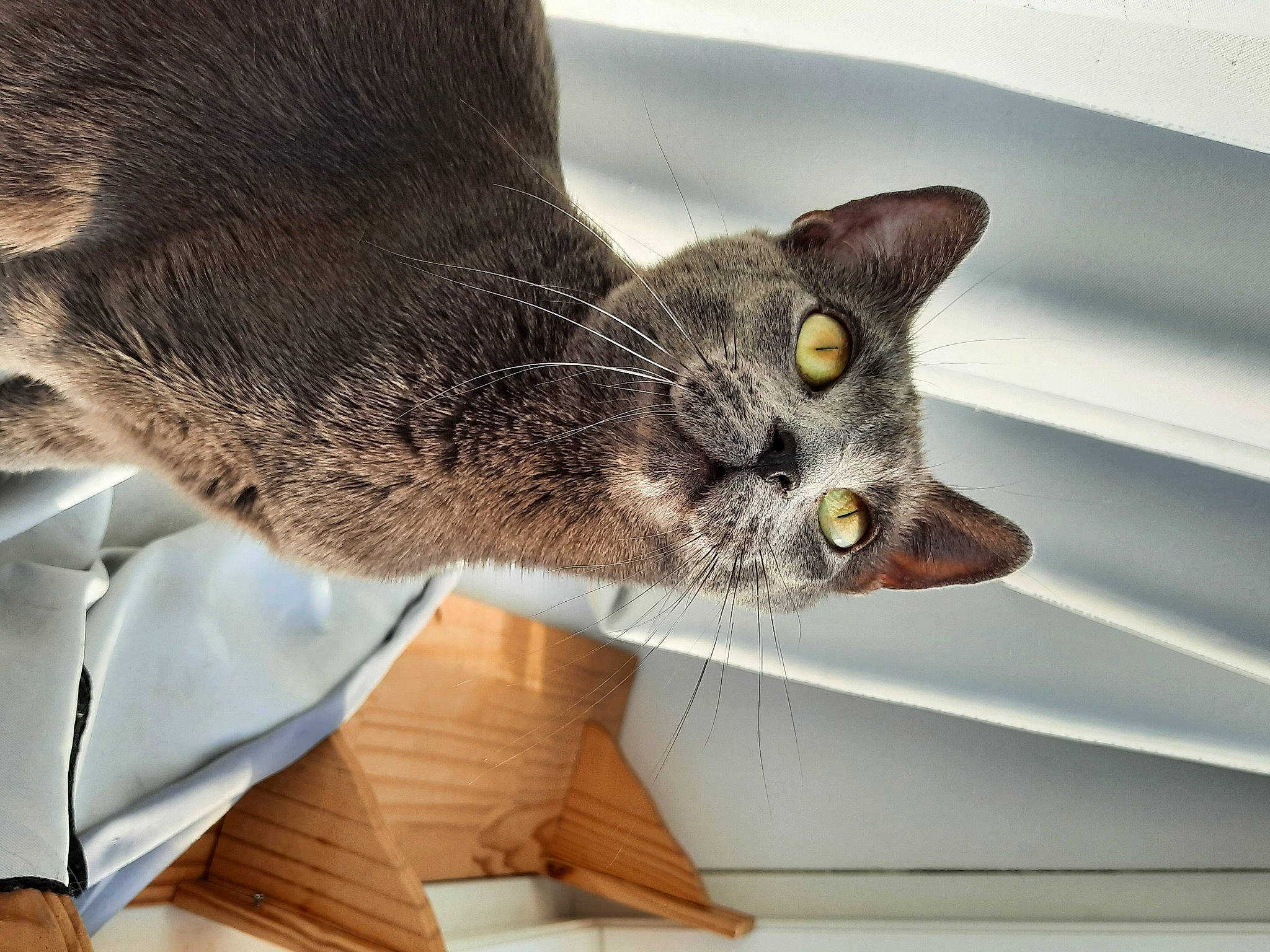 Stitch a rejoint le concours — aidez-le/la à gagner de superbes lots ! carnivore, cat, claw, comfort, domestic_short_haired_cat, ear, eye, felidae, fur, paw, small_to_medium_sized_cats, snout, tail, terrestrial_animal, whiskers