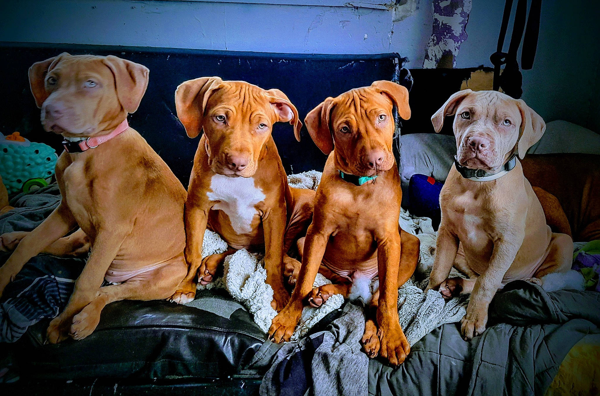 T And Ks Puppies joined the competition — help win amazing prizes! canidae, carnivore, comfort, companion_dog, dog, dog_breed, dog_collar, dog_supply, fawn, guard_dog, gun_dog, hound, hunting_dog, liver, non_sporting_group, snout, sporting_group, vertebrate, working_animal, working_dog