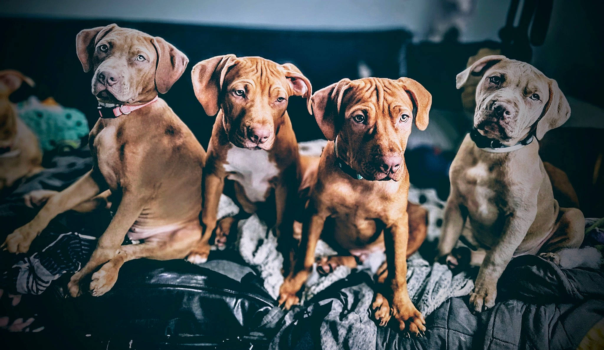 T And Ks Puppies is registered to the contest to win money with this photo: canidae, carnivore, companion_dog, dog, dog_breed, dog_collar, dog_supply, fawn, guard_dog, hat, hunting_dog, liver, molosser, non_sporting_group, snout, sporting_group, working_animal, working_dog