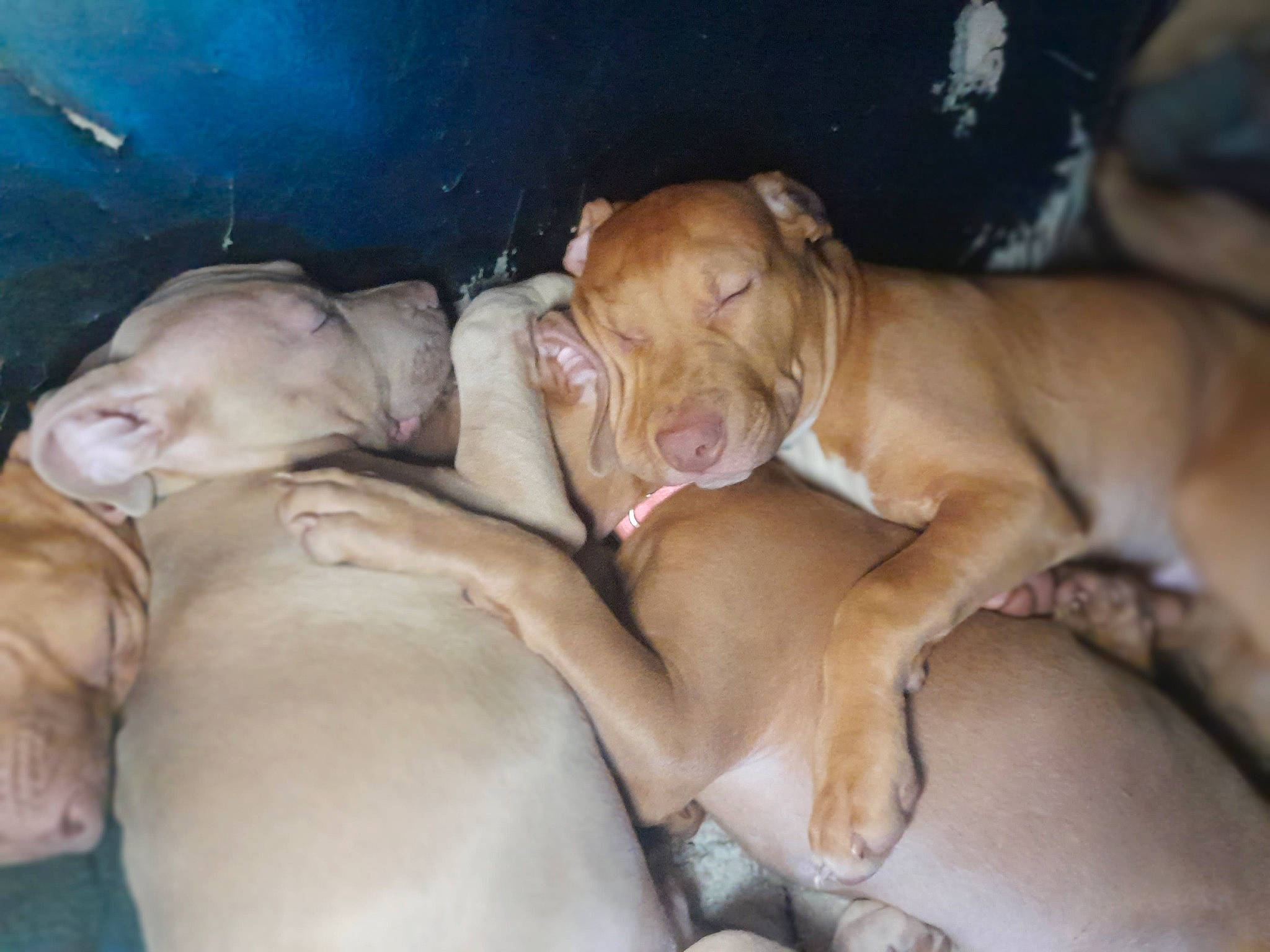 T And Ks Puppies joined the competition — help win amazing prizes! canidae, carnivore, comfort, companion_dog, dog, dog_breed, ear, fawn, guard_dog, liver, non_sporting_group, snout, sporting_group, wrinkle