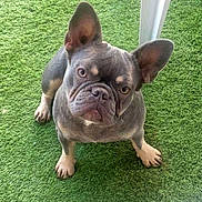 Willow joined the competition — help win amazing prizes! animal, boxer, bulldog, canine, dog, frenchbulldog, grass, pet, pitbull, plant, puppy, snout