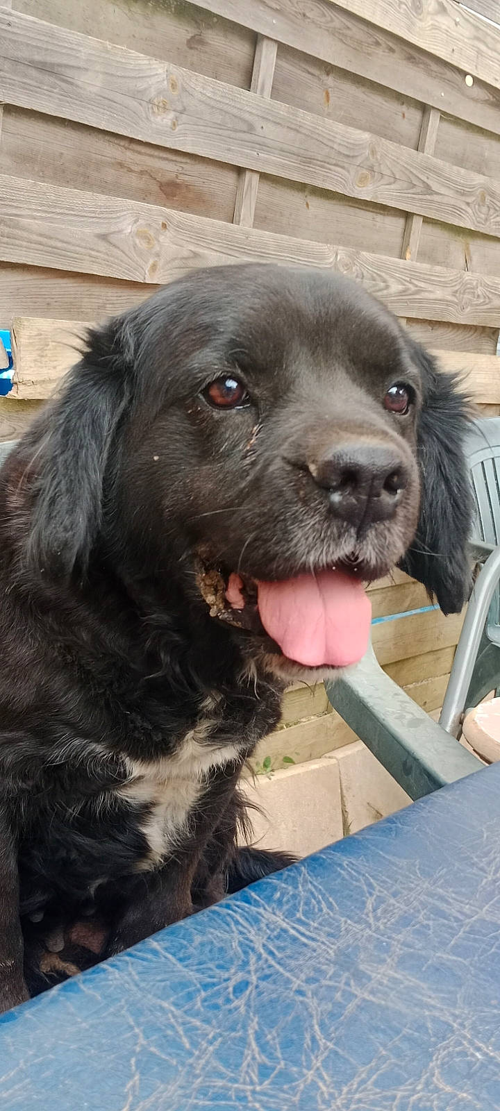 Moly participe au concours pour gagner de l'argent avec cette photo : borador, canidae, carnivore, companion_dog, dog, dog_breed, fur, gaddi_kutta, giant_dog_breed, gun_dog, hunting_dog, liver, retriever, spaniel, sporting_group, terrestrial_animal, working_animal, working_dog