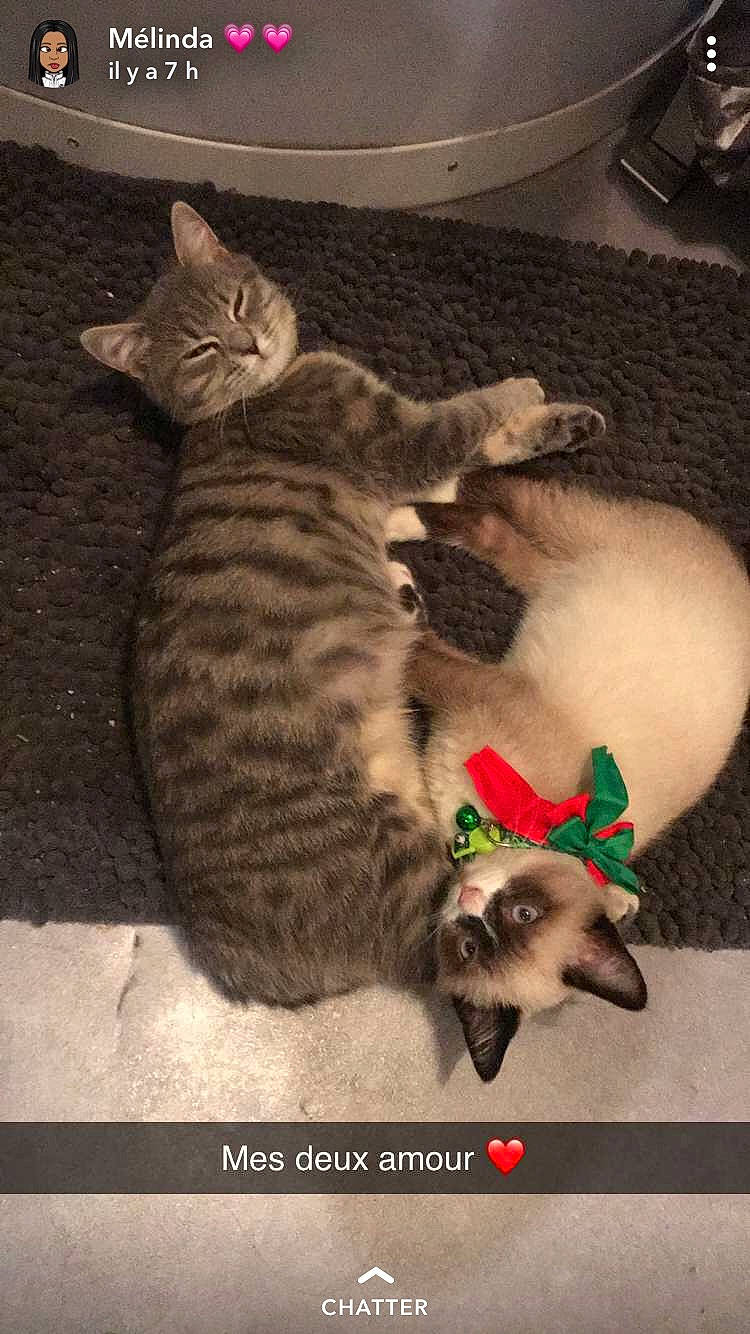 Bueno a rejoint le concours — aidez-le/la à gagner de superbes lots ! asian, carnivore, cat, domestic_short_haired_cat, egyptian_mau, european_shorthair, fawn, felidae, kitten, mammal, ocicat, photo_caption, savannah, small_to_medium_sized_cats, tabby_cat, vertebrate, whiskers