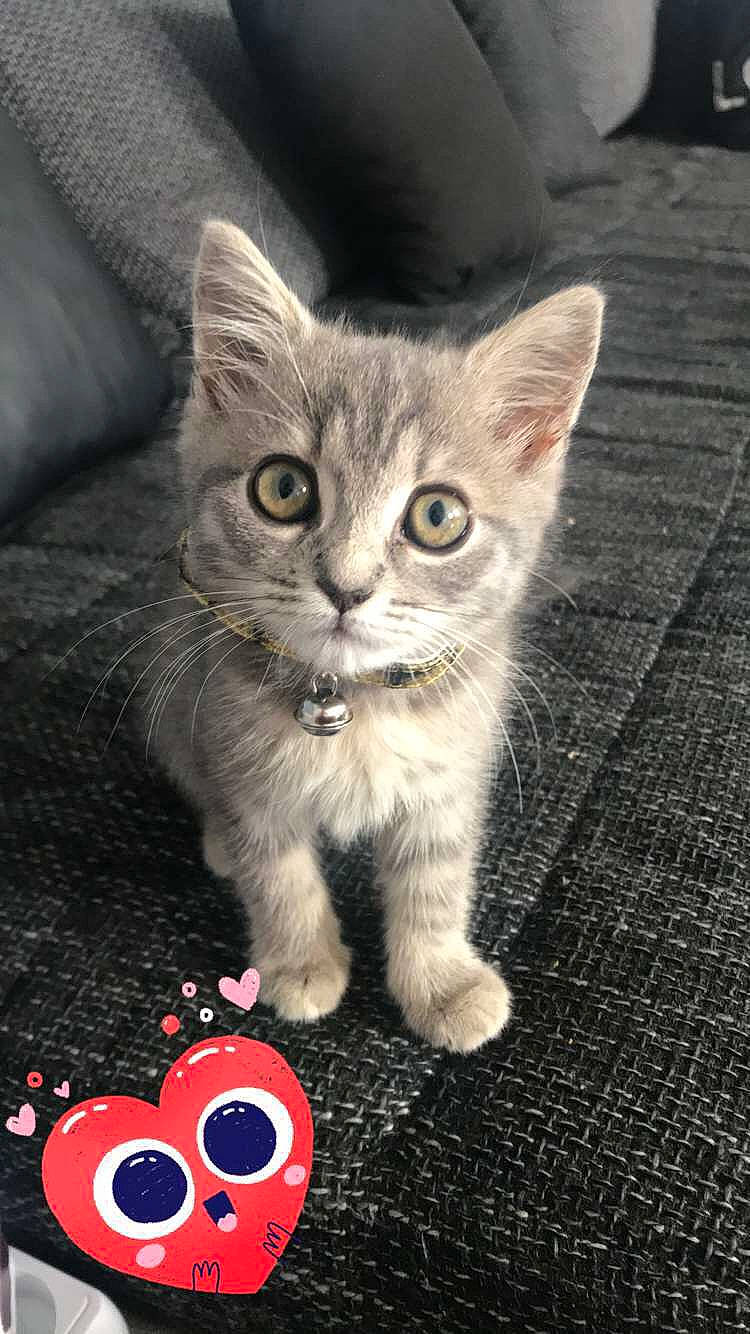 Bueno a rejoint le concours — aidez-le/la à gagner de superbes lots ! aegean_cat, american_shorthair, american_wirehair, asian, australian_mist, carnivore, cat, domestic_short_haired_cat, european_shorthair, fawn, felidae, kitten, mammal, photo_caption, polydactyl_cat, small_to_medium_sized_cats, tabby_cat, tail, vertebrate, whiskers