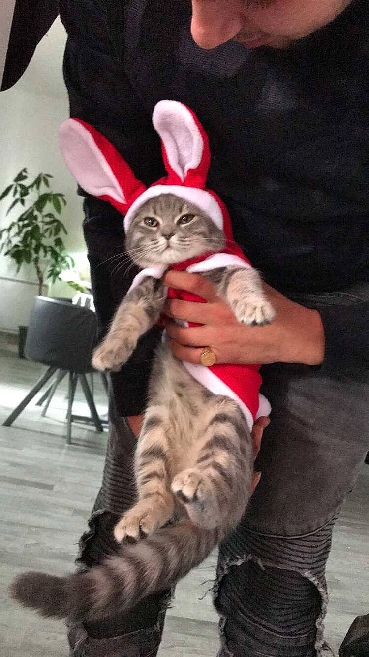 Bueno participe au concours pour gagner de l'argent avec cette photo : cat, ear, easter_bunny, felidae, rabbit, rabbits_and_hares, small_to_medium_sized_cats, tabby_cat, whiskers