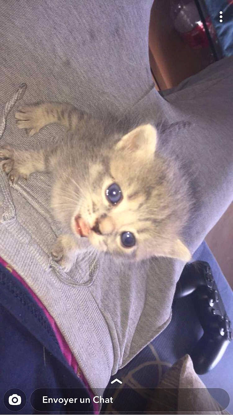 Bueno participe au concours pour gagner de l'argent avec cette photo : british_shorthair, carnivore, cat, domestic_short_haired_cat, european_shorthair, fawn, felidae, kitten, pixie_bob, small_to_medium_sized_cats, tabby_cat, whiskers