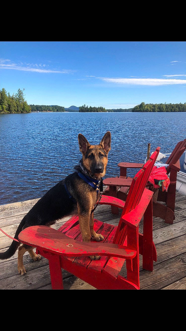 Maxwell is registered to the contest to win money with this photo: canidae, carnivore, dog, dog_breed, east_european_shepherd, german_shepherd_dog, king_shepherd, lake, lifejacket, mammal, old_german_shepherd_dog, shiloh_shepherd_dog, summer, table, vacation, vehicle, vertebrate, working_dog