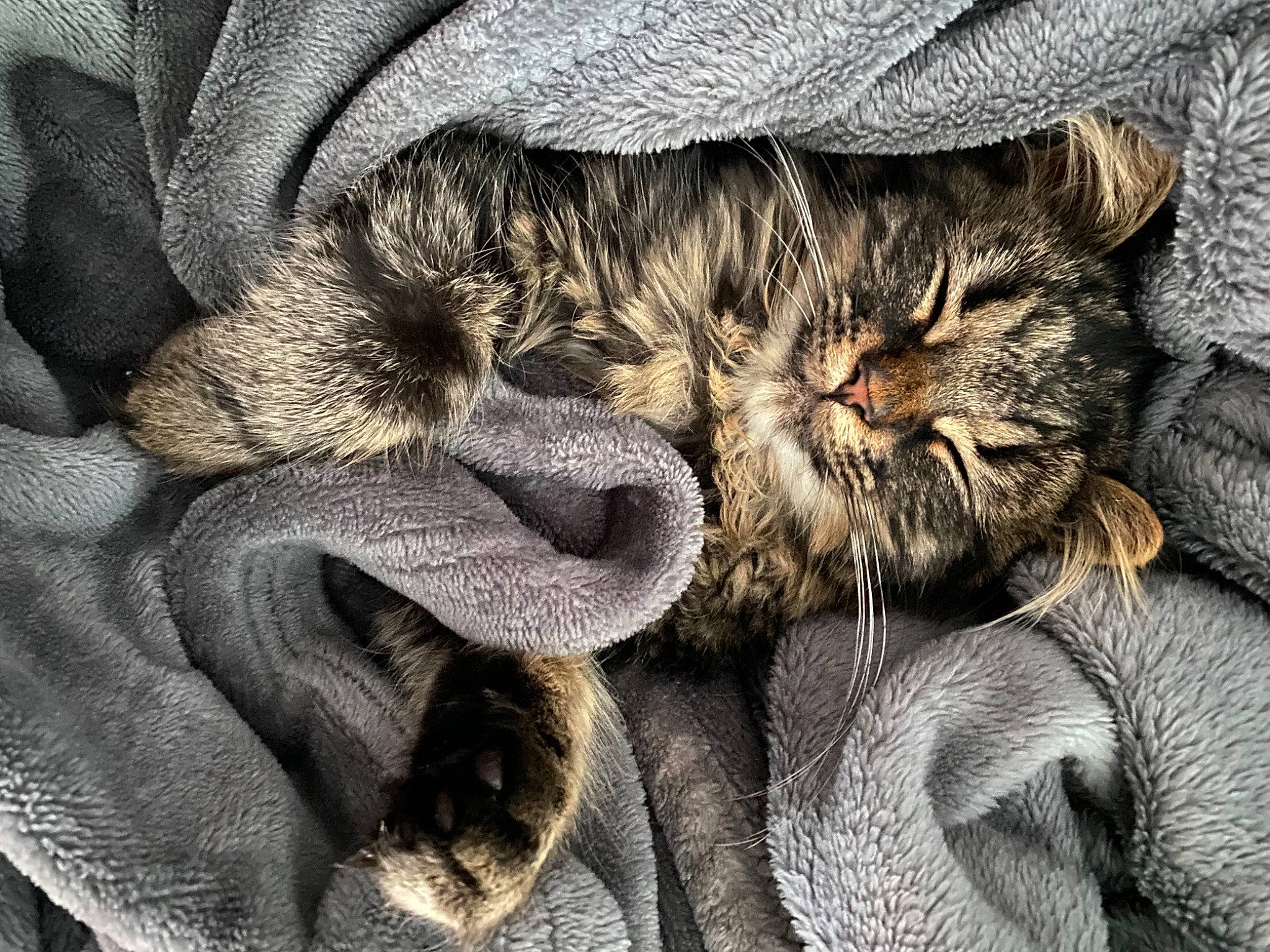 Toto joined the competition — help win amazing prizes! carnivore, cat, close_up, comfort, felidae, fur, grey, nap, sleep, small_to_medium_sized_cats, snout, terrestrial_animal, whiskers, wrinkle