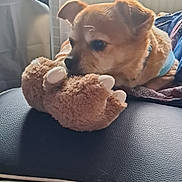 Booba a rejoint le concours — aidez-le/la à gagner de superbes lots ! dog, plush_toy, leather_surface, indoor, pet, brown_fur, collar, resting, cozy, soft_toy, paw_shape, blanket, radiator, fan, window_light, home, relaxed, close_up, animal, cute