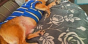 Booba participe au concours pour gagner de l'argent avec cette photo : dog, sleeping, blue_shirt, striped_shirt, blanket, floral_pattern, couch, indoor, pet, relaxed, tongue_out, brown_dog, fur, paw, nose, ear, resting, comfort, home, furniture