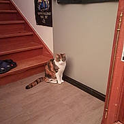 Choupette participe au concours pour gagner de l'argent avec cette photo : cat, calico, stairs, wooden_stairs, floor, wall, poster, indoor, pet, animal, corner, furniture, quiet, home, domestic, resting, brown, white, orange, tail