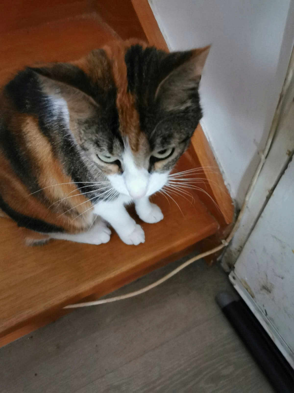 Choupette a rejoint le concours — aidez-le/la à gagner de superbes lots ! cat, calico_cat, wooden_step, indoor, floor, door, cable, pet, animal, feline, whiskers, fur, tabby, sitting, looking_down, corner, house, home, curious, domestic