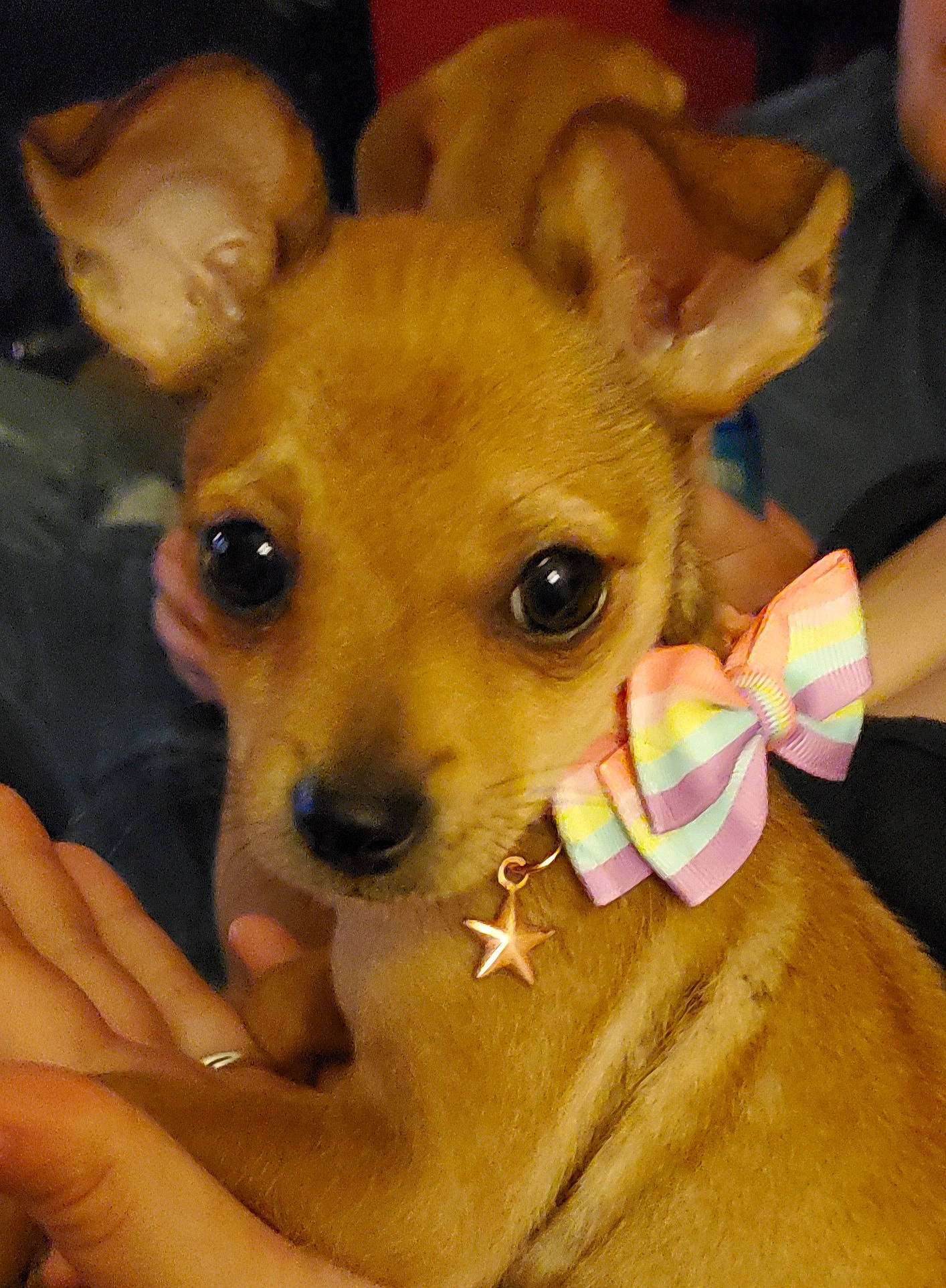 Sativa joined the competition — help win amazing prizes! ancient_dog_breeds, canidae, carnivore, chihuahua, companion_dog, corgi_chihuahua, dog, dog_breed, dog_supply, ear, fawn, fur, nail, puppy, snout, sporting_group, terrestrial_animal, toy_dog, whiskers, working_animal