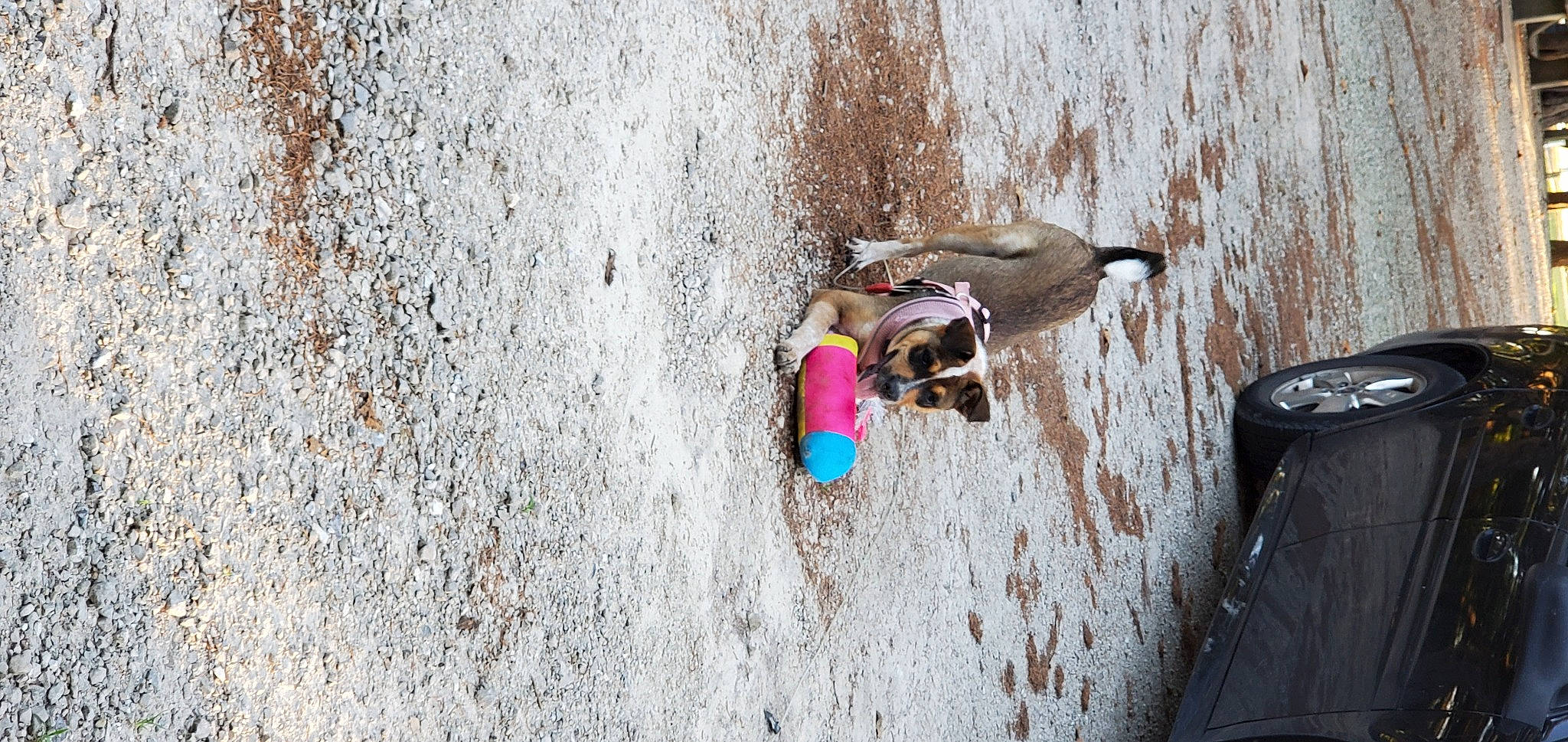 Lexa joined the competition — help win amazing prizes! adventure, asphalt, cement, concrete, freezing, fun, landscape, plaster, recreation, road, road_surface, shadow, soil, sport_climbing, street, tree, winter, wood