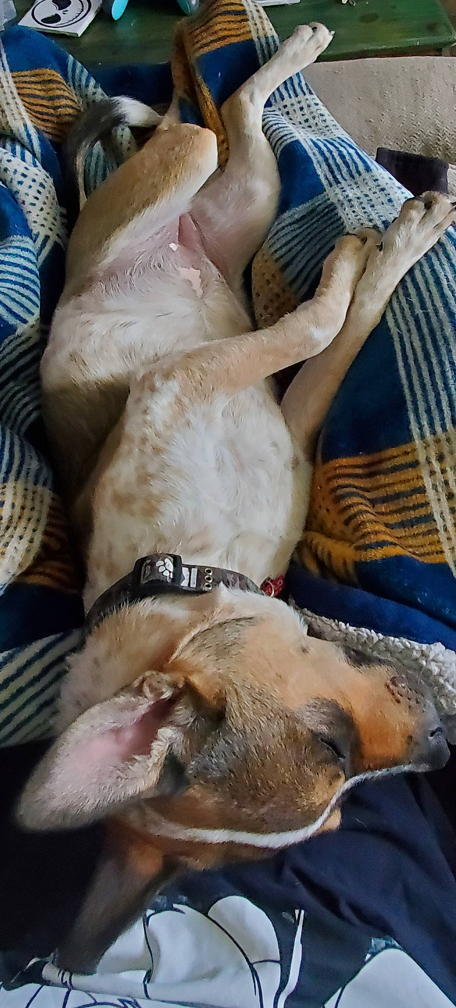 Lexa is registered to the contest to win money with this photo: blue, canidae, carnivore, comfort, companion_dog, dog, dog_breed, fawn, folk_instrument, fur, guard_dog, guitar, guitar_accessory, linens, musical_instrument, nap, plucked_string_instruments, snout, sporting_group, string_instrument