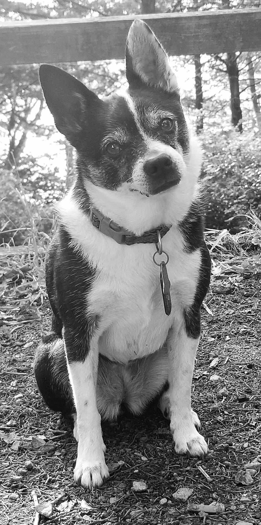 Baby is registered to the contest to win money with this photo: beauty, black_and_white, carnivore, collar, companion_dog, dog, dog_breed, fawn, fur, grass, monochrome, monochrome_photography, plant, snout, style, terrestrial_animal, tree, whiskers, white, working_animal