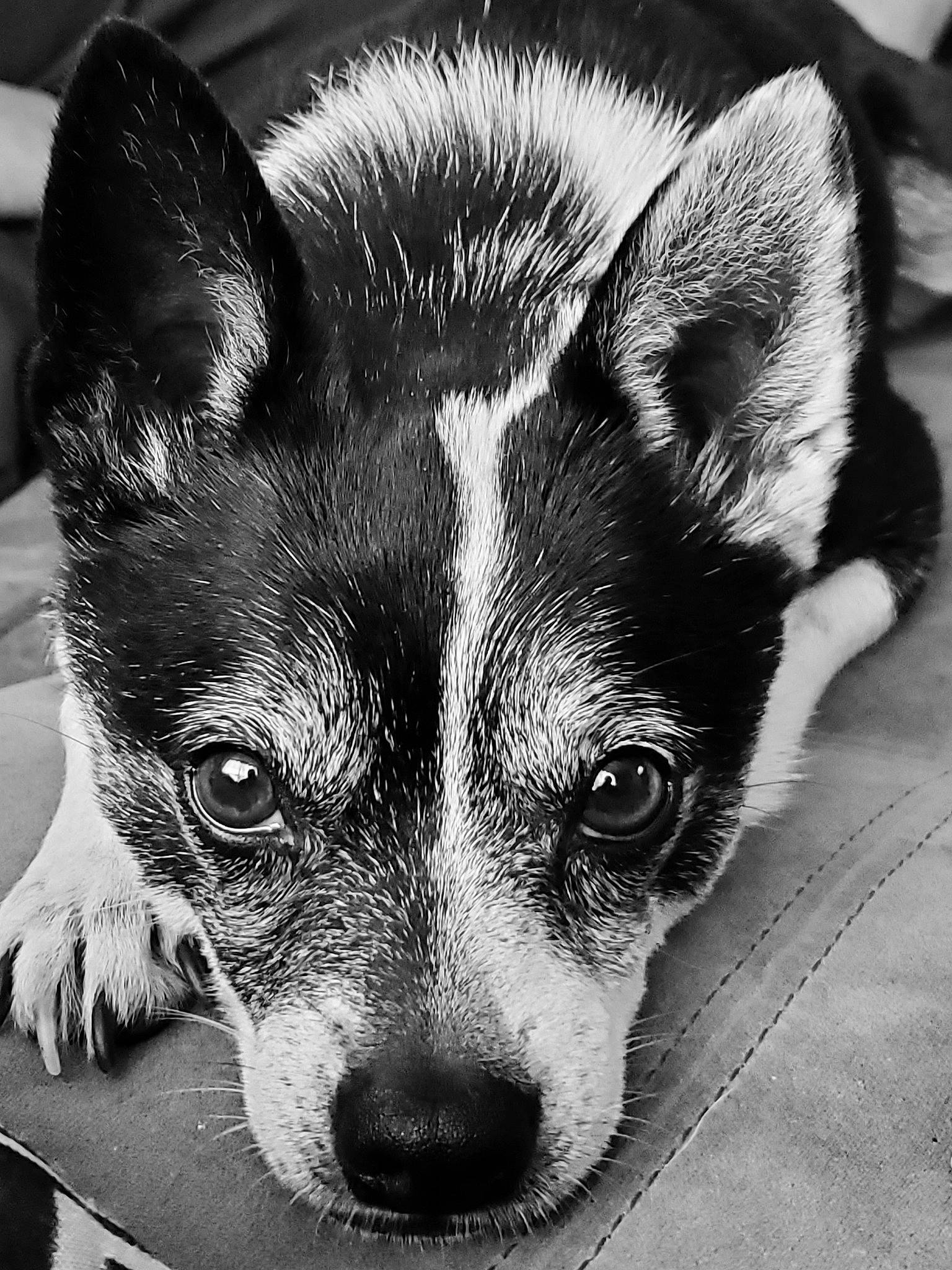 Baby is registered to the contest to win money with this photo: black, canidae, carnivore, close_up, companion_dog, dog, dog_breed, ear, eye, fur, iris, jaw, monochrome, monochrome_photography, photograph, snout, sporting_group, style, whiskers, white