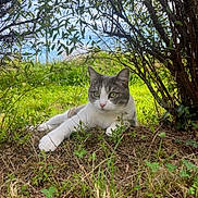Rio participe au concours pour gagner de l'argent avec cette photo : animal, bush, cat, close_up, flora, grass, green_eyes, ground, leafy, lying_down, mammal, nature, outdoor, peaceful, pet, relaxed, shaded, sunlight, white_and_gray, wildlife