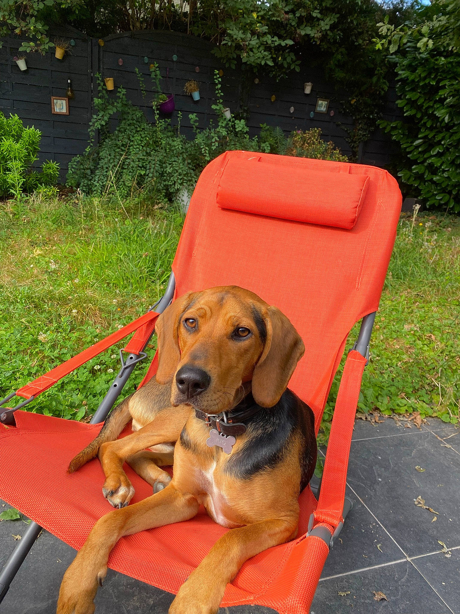 Rio participe au concours pour gagner de l'argent avec cette photo : carnivore, collar, companion_dog, dog, dog_breed, dog_collar, dog_supply, fawn, grass, hound, leash, leisure, outdoor_furniture, pet_supply, plant, snout, sporting_group, tree, vehicle_door, working_animal