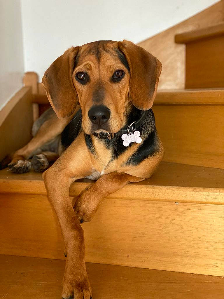 Rio a rejoint le concours — aidez-le/la à gagner de superbes lots ! carnivore, companion_dog, dog, dog_breed, eye, fawn, flooring, fur, hardwood, hound, liver, paw, plank, plant, snout, sporting_group, tail, whiskers, wood, working_animal