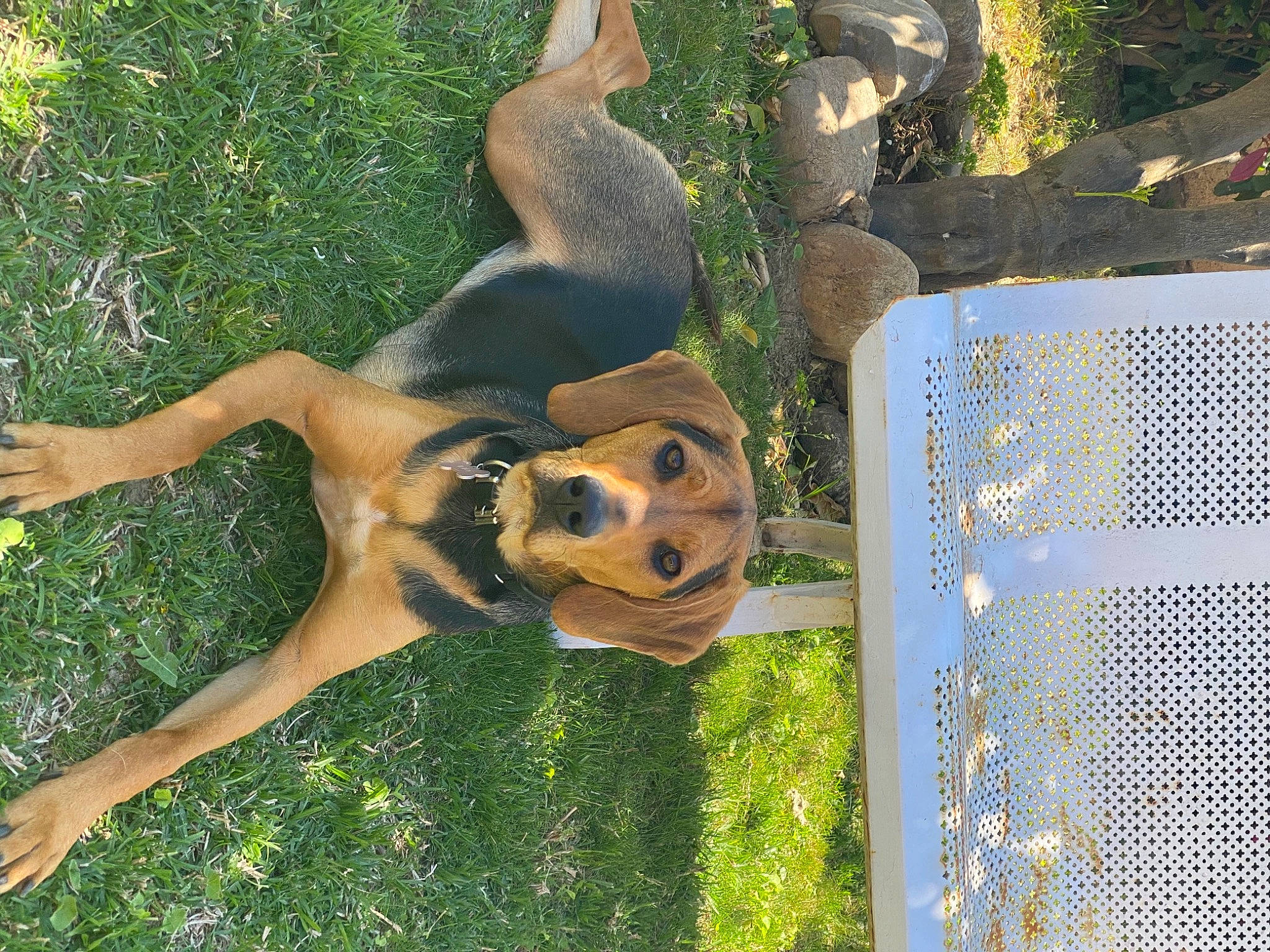 Rio a rejoint le concours — aidez-le/la à gagner de superbes lots ! art, botany, carnivore, dog, dog_breed, fawn, garden, grass, happy, lawn, lawn_ornament, leisure, people_in_nature, plant, sculpture, shrub, statue, tree, trunk, wood