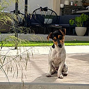 Apy a rejoint le concours — aidez-le/la à gagner de superbes lots ! puppy, dog, outdoor, patio, tile_floor, greenery, modern_furniture, plant_pot, sunlight, curious, small_dog, backyard, relaxed, tilted_head, casual, daylight, shadow, black_and_white_dog, ear_flap, cuteness