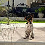 puppy, dog, outdoor, patio, tile_floor, greenery, modern_furniture, plant_pot, sunlight, curious, small_dog, backyard, relaxed, tilted_head, casual, daylight, shadow, black_and_white_dog, ear_flap, cuteness