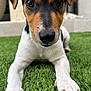 puppy, dog, grass, close_up, outdoor, pet, animal, cute, young, face, paw, black, brown, white, fur, ears, nose, whiskers, looking, lying