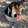 dog, metal_pot, tongue_out, outdoor, gravel, sunlight, shadow, playful, pet, animal, ears, snout, black_and_tan, white_fur, ground, nature, summer, cute, small_dog, sitting