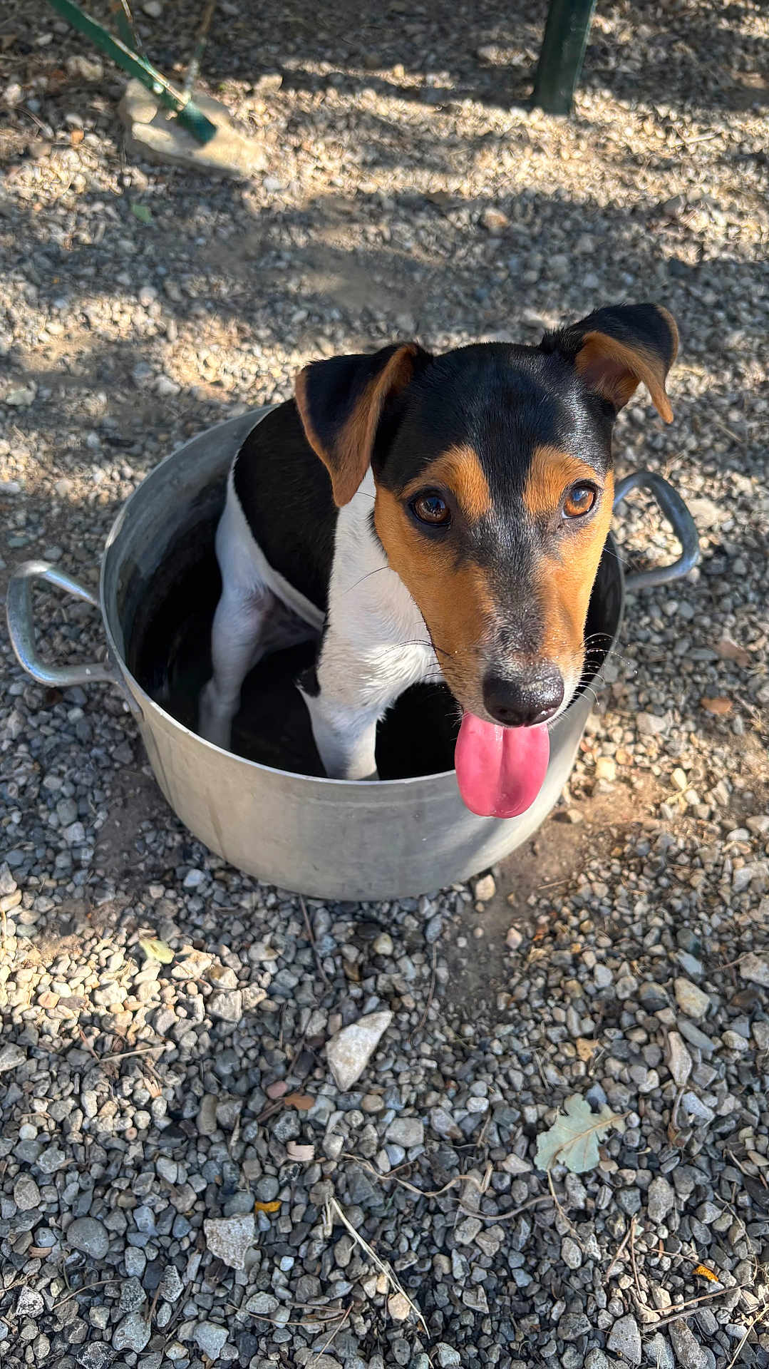 Apy a rejoint le concours — aidez-le/la à gagner de superbes lots ! dog, metal_pot, tongue_out, outdoor, gravel, sunlight, shadow, playful, pet, animal, ears, snout, black_and_tan, white_fur, ground, nature, summer, cute, small_dog, sitting