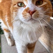 Simba a rejoint le concours — aidez-le/la à gagner de superbes lots ! cat, orange_cat, white_fur, whiskers, close_up, pet, animal, curious, indoor, greenery, fur, face, ears, eyes, paws, walking, portrait, domestic_cat, cute, feline