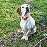 animal, attentive, branches, brown_ears, canine, curious, daylight, dog, grass, greenery, ground, mammal, nature, orange_collar, outdoor, pebbles, pet, playful, sitting, white_dog