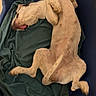 Utah participe au concours pour gagner de l'argent avec cette photo : dog, lying_down, bed, blanket, indoor, relaxed, spotted, pet, canine, sleeping, funny_pose, blue_bed, green_blanket, animal, domestic, cute, resting, paw, tail, floor