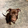 dog, brown_dog, puppy, pet, indoor, concrete_floor, looking_up, ears_up, curious, animal, canine, young_dog, sitting, floor, fur, closeup, companion, domestic_animal, adorable, waiting