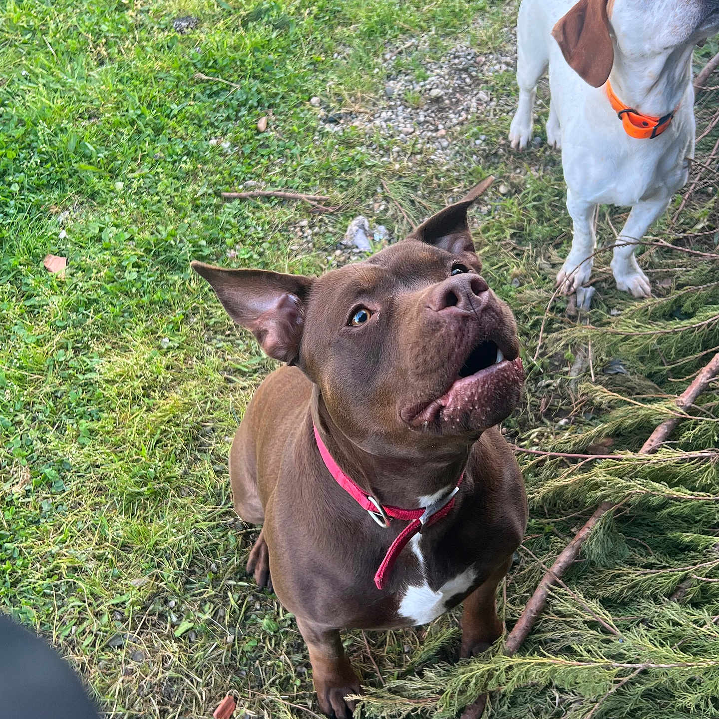 Tasha