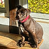 dog, brown_dog, red_collar, wooden_table, sunlight, window, indoor, leafy_background, pet, animal, sitting, looking, tile_floor, natural_light, cozy, domestic, portrait, canine, curious, resting